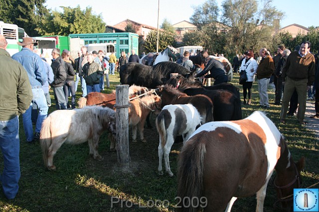 In prà della Antica Fiera di Arsego (7).JPG